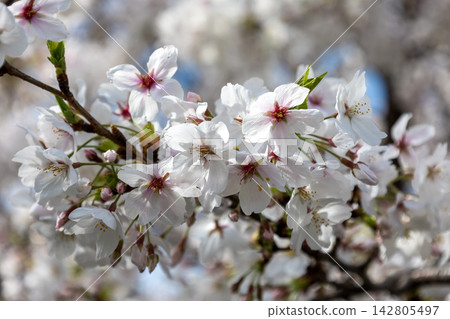 櫻花盛開,陽光明媚,景色宜人。 櫻花盛開,陽光明媚,景色宜人。 142805497