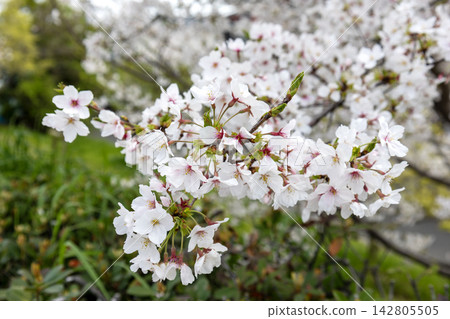 The vibrant cherry blossoms are in full bloom, and the sunlight is refreshing. The vibrant cherry blossoms are in full bloom, and the sunlight is refreshing. 142805505