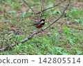 Varied tit playing on a branch 142805514