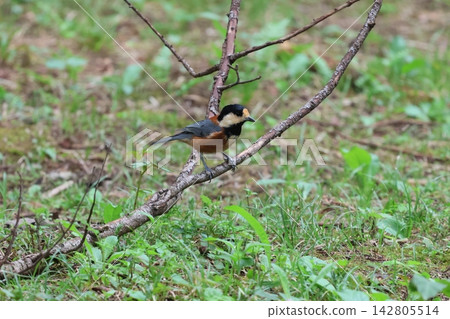 Varied tit playing on a branch Varied tit playing on a branch 142805514