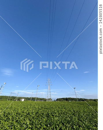 Power lines stretching into the blue sky and transmission towers in the tea fields Power lines stretching into the blue sky and transmission towers in the tea fields 142805516