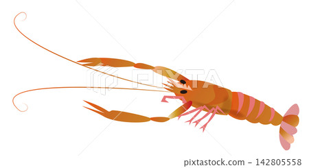 Simple vector illustration of a prawn Simple vector illustration of a prawn 142805558