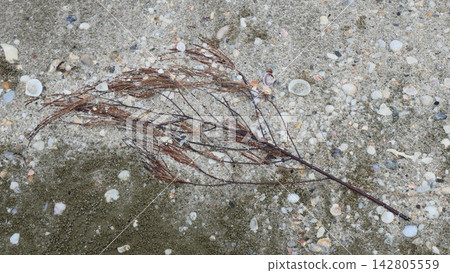 Dried Pine Branch Resting on Sandy Beach Shells Dried Pine Branch Resting on Sandy Beach Shells 142805559