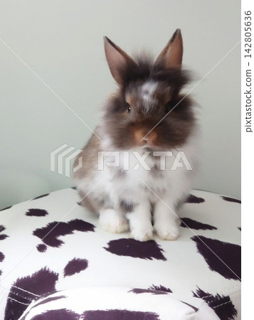 A 0-year-old Lionhead rabbit baby sits on a Dalmatian-patterned rug. A 0-year-old Lionhead rabbit baby sits on a Dalmatian-patterned rug. 142805636