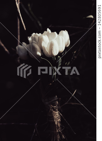 bouquet of beautiful white tulips bouquet of beautiful white tulips 142805691