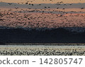 A large flock of Greater White-fronted Geese takes flight from their roosts in the early morning. 142805747