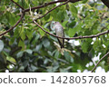 Redstart perching on a branch 142805768