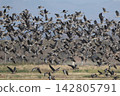 A large flock of Greater White-fronted Geese takes flight from a field. 142805791