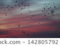 A flock of Greater White-fronted Geese flying through the sunset. 142805792