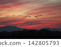 A flock of Greater White-fronted Geese flying through the sunset. 142805793