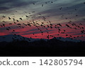 A flock of Greater White-fronted Geese flying through the sunset. 142805794