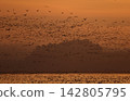 A large flock of Greater White-fronted Geese takes flight from their roosts in the early morning. 142805795