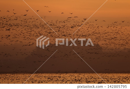 A large flock of Greater White-fronted Geese takes flight from their roosts in the early morning. A large flock of Greater White-fronted Geese takes flight from their roosts in the early morning. 142805795