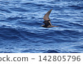 Black tern flying over the sea 142805796