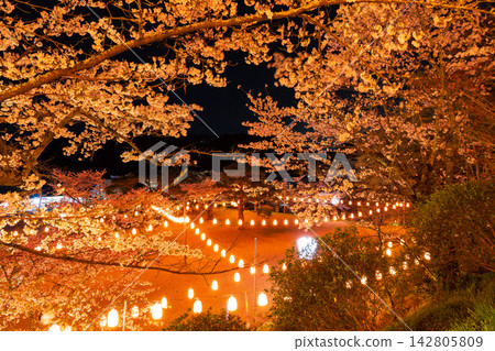 福島縣二本松市的春天：霞城公園（二本松城遺址），日本百大賞櫻勝地之一，夜晚櫻花燈光秀。 142805809