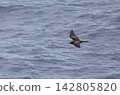 Black tern flying over the sea 142805820