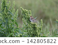 A Common Bunting perched on the grass 142805822