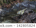 A male goldcrest arrives at a watering hole 142805824