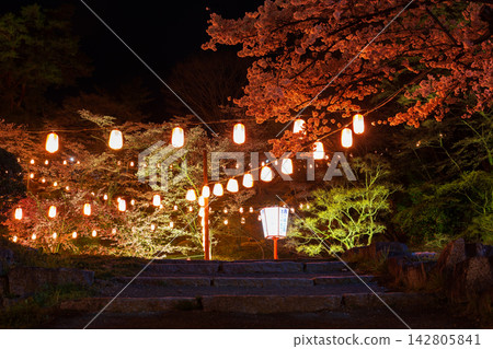 福島縣二本松市的春天:霞城公園(二本松城遺址),日本百大賞櫻勝地之一,夜晚櫻花燈光秀。 福島縣二本松市的春天:霞城公園(二本松城遺址),日本百大賞櫻勝地之一,夜晚櫻花燈光秀。 142805841