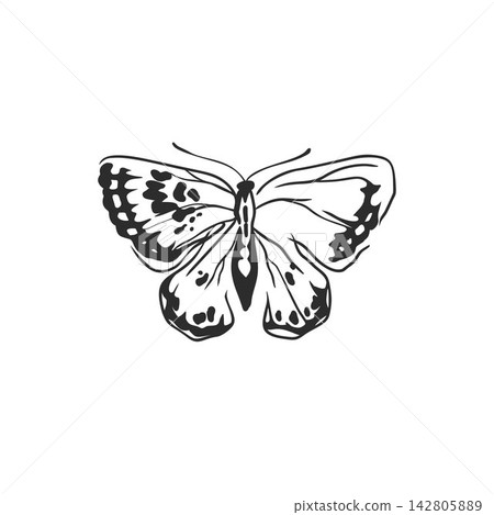 Hand Drawn Butterfly with Open Wings Vector Illustration, Detailed Black and White Insect Line Art for Tattoo, Nature Design, Fashion Print, Poster, Logo and Decorative Artwork Hand Drawn Butterfly with Open Wings Vector Illustration, Detailed Black and White Insect Line Art for Tattoo, Nature Design, Fashion Print, Poster, Logo and Decorative Artwork 142805889