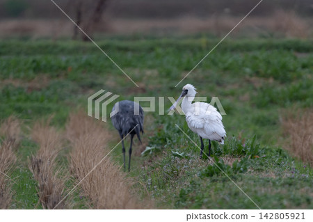 A rare photograph of the endangered Black-faced Spoonbill with its beak wide open, ideal for international environmental conservation, field guides, and educational materials. A rare photograph of the endangered Black-faced Spoonbill with its beak wide open, ideal for international environmental conservation, field guides, and educational materials. 142805921