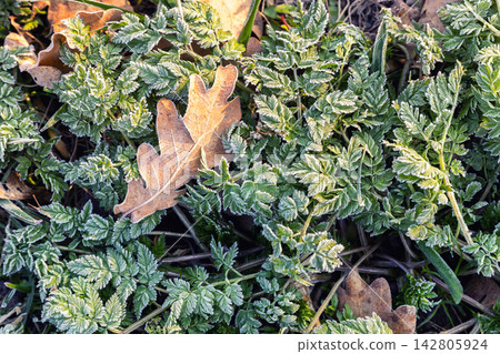 Frosted green foliage and fallen oak leaf glow in cold morning sunlight after first autumn freeze. Delicate ice crystals cover plants, highlighting crisp texture, seasonal change and chilly weather Frosted green foliage and fallen oak leaf glow in cold morning sunlight after first autumn freeze. Delicate ice crystals cover plants, highlighting crisp texture, seasonal change and chilly weather 142805924