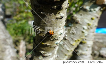 A cute ladybug perched on a tree trunk and the natural scenery A cute ladybug perched on a tree trunk and the natural scenery 142805962