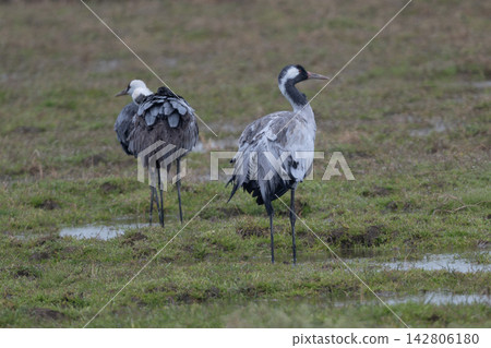 Rare black crane and endangered hooded crane perched in a wetland. These precious photographs of wild cranes are perfect for field guides and environmental conservation columns. Rare black crane and endangered hooded crane perched in a wetland. These precious photographs of wild cranes are perfect for field guides and environmental conservation columns. 142806180
