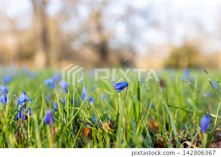 Blue scilla flowers rise through fresh grass in warm spring sunlight, creating soft floral bokeh and gentle seasonal mood. Delicate wildflower meadow suggests renewal, freshness and calm nature Blue scilla flowers rise through fresh grass in warm spring sunlight, creating soft floral bokeh and gentle seasonal mood. Delicate wildflower meadow suggests renewal, freshness and calm nature 142806367