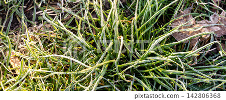 Frosted green grass glows in morning sunlight after first autumn freeze, revealing delicate ice crystals along narrow blades. Close view captures chilly weather, crisp texture and seasonal change Frosted green grass glows in morning sunlight after first autumn freeze, revealing delicate ice crystals along narrow blades. Close view captures chilly weather, crisp texture and seasonal change 142806368