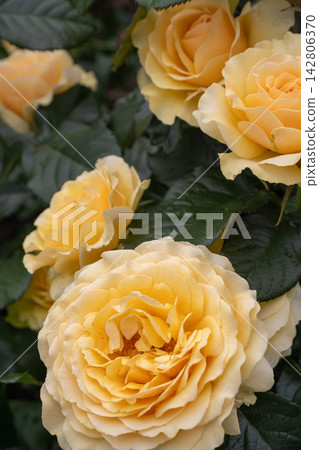 The vibrant yellow roses are in full bloom. The vibrant yellow roses are in full bloom. 142806370
