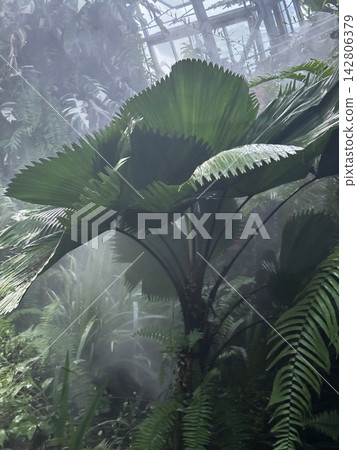 Lush fan palm growing in a misty tropical greenhouse Lush fan palm growing in a misty tropical greenhouse 142806379