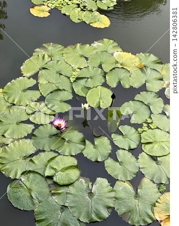 Blooming purple water lily surrounded by green lily pads on a pond Blooming purple water lily surrounded by green lily pads on a pond 142806381