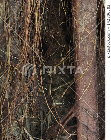 Small snake peeking out from tangled tree aerial roots Small snake peeking out from tangled tree aerial roots 142806382