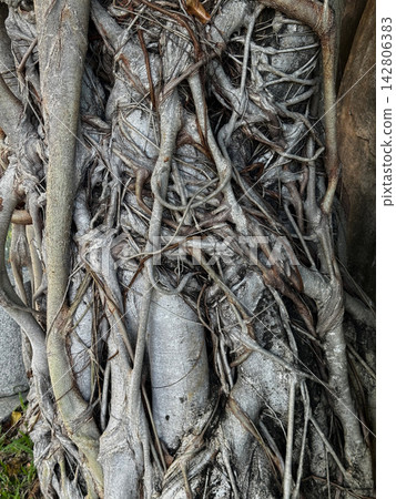 Tangled aerial roots wrapped tightly around a banyan tree trunk Tangled aerial roots wrapped tightly around a banyan tree trunk 142806383