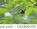 A Japanese tit and its favorite Styrax japonica fruit. 142806395