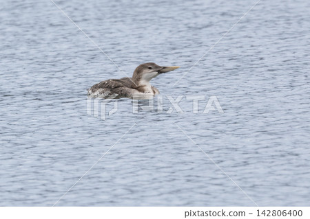 The White-billed Loon is a rare large waterbird that migrates to Japan as a winter visitor. This wild bird photograph is perfect for field guides and marine nature columns. 142806400