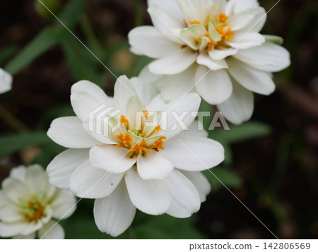 White jiniya flower 142806569