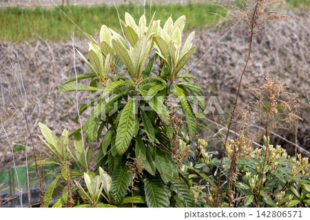 The loquat tree is characterized by its pale young leaves and large, strong green leaves. The loquat tree is characterized by its pale young leaves and large, strong green leaves. 142806571