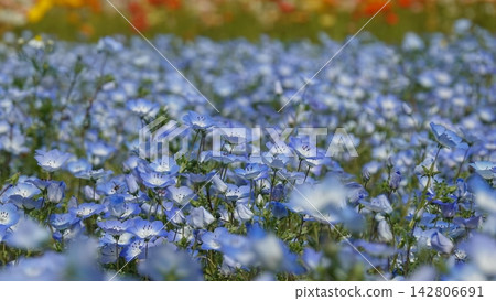 一片廣闊的藍色粉蝶花田，春意盎然。 142806691