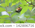 Styrax japonica fruit and Varied Tit 142806716