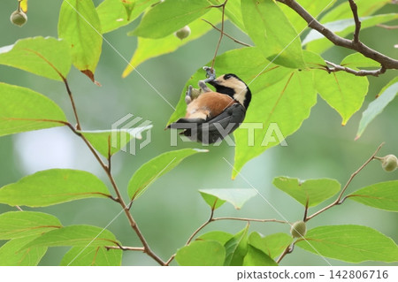 Styrax japonica fruit and Varied Tit Styrax japonica fruit and Varied Tit 142806716
