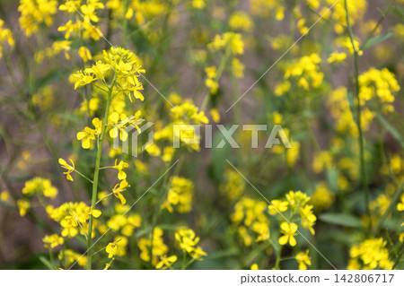 一片盛開的鮮豔的黃色油菜花（Brassica juncea）。 142806717