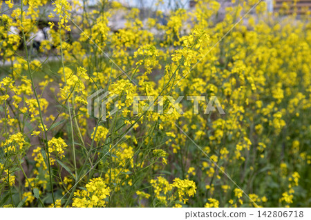 A field of vibrant yellow rapeseed flowers (Brassica juncea) in full bloom. A field of vibrant yellow rapeseed flowers (Brassica juncea) in full bloom. 142806718