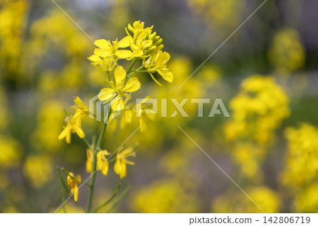 A field of vibrant yellow rapeseed flowers (Brassica juncea) in full bloom. A field of vibrant yellow rapeseed flowers (Brassica juncea) in full bloom. 142806719