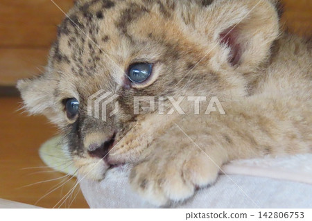 Baby Lion Baby Lion 142806753