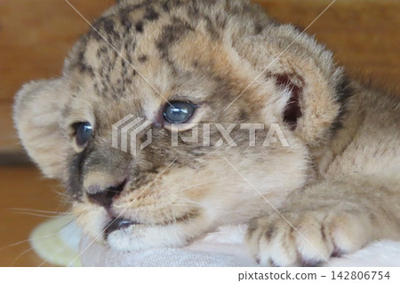 小獅子 小獅子 142806754