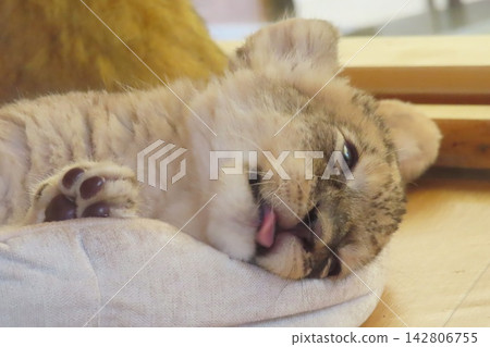 Baby Lion Baby Lion 142806755