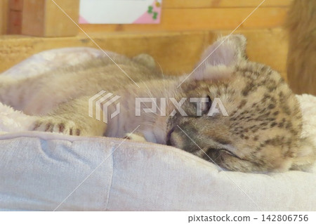 小獅子 小獅子 142806756