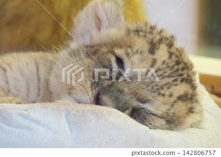 Baby Lion Baby Lion 142806757